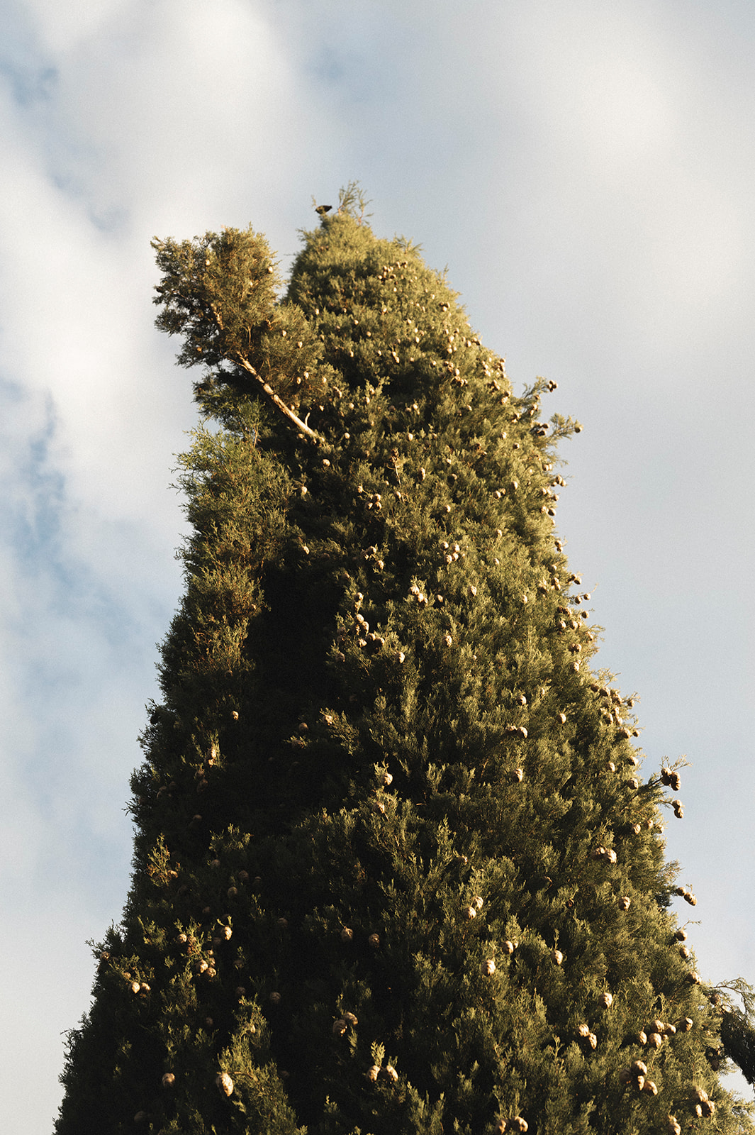 fotografo-matrimonio-piemonte